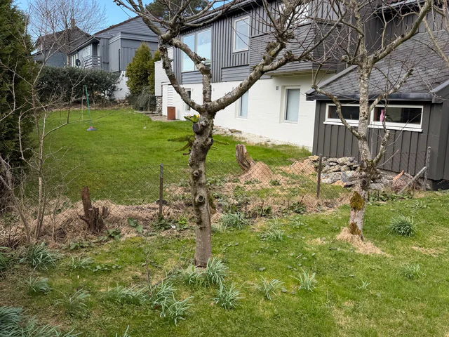 Hage med epletre og nabohus i bakgrunnen
